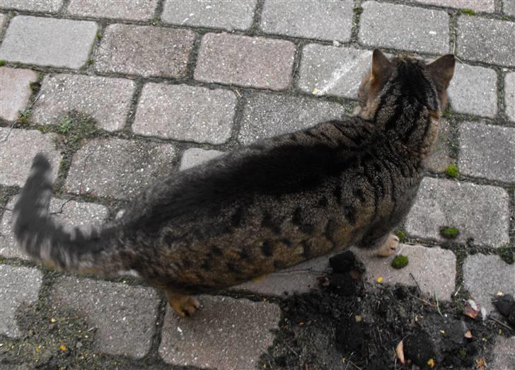 Huskat Hanibal billede 5