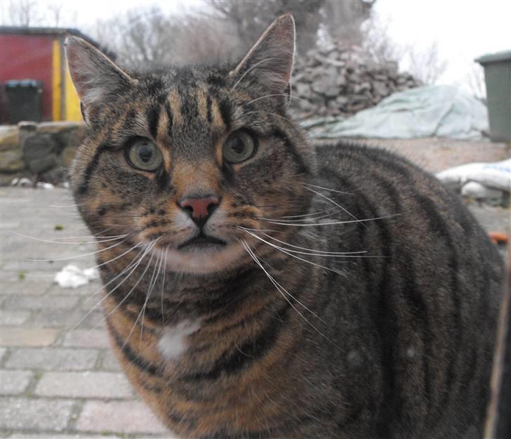 Huskat Hanibal billede 6