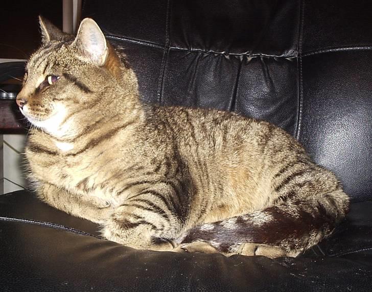 Huskat Hanibal billede 7