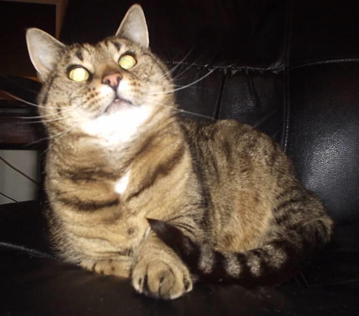 Huskat Hanibal billede 8