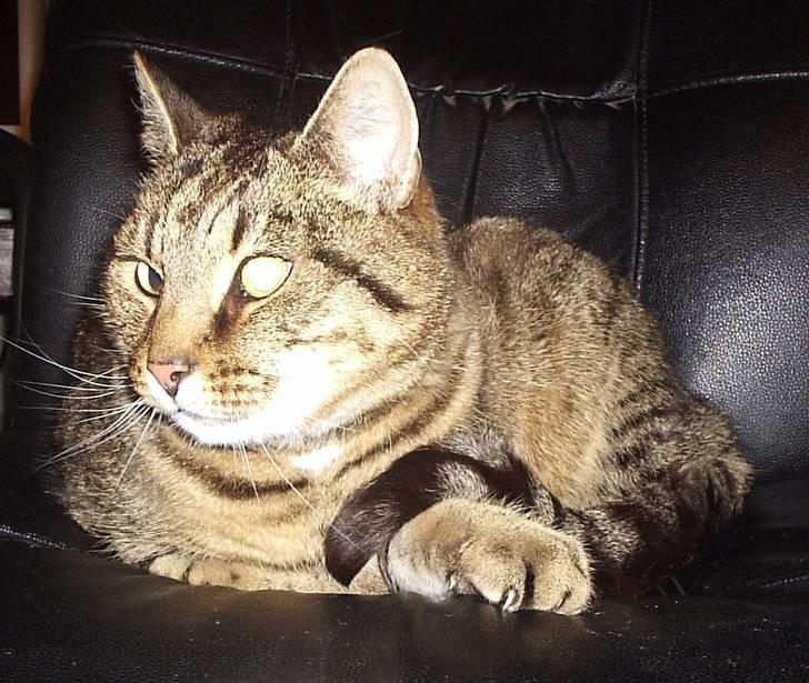 Huskat Hanibal billede 9