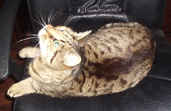 Huskat Hanibal billede 10