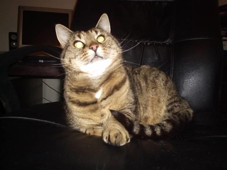 Huskat Hanibal billede 11