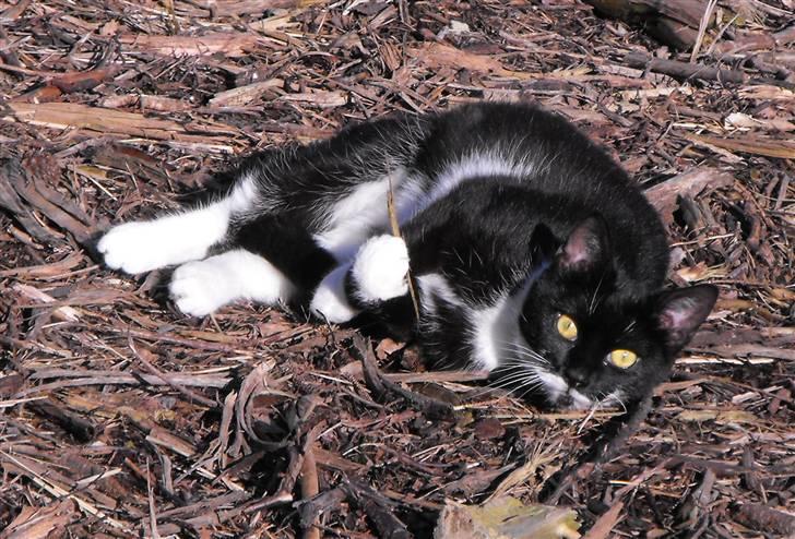 Huskat Nala billede 1