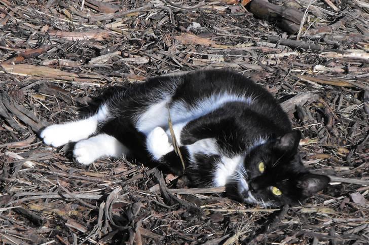 Huskat Nala billede 2