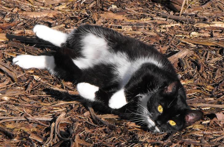 Huskat Nala billede 3