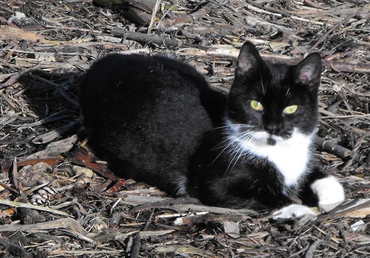 Huskat Nala billede 4