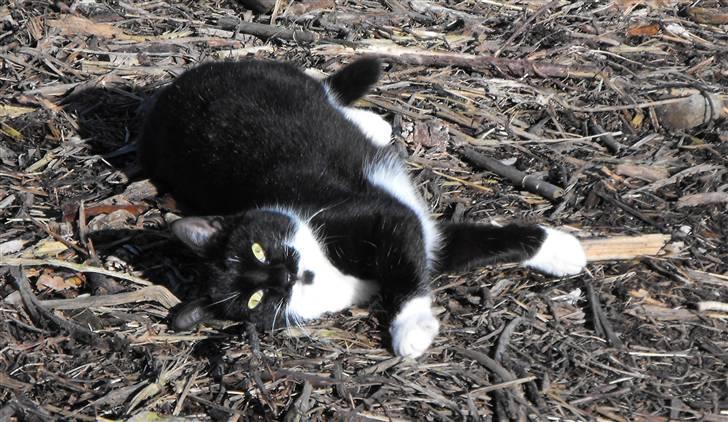 Huskat Nala billede 5