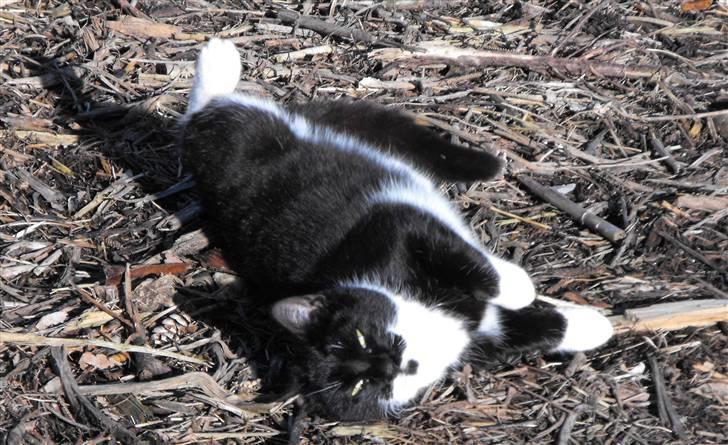 Huskat Nala billede 6