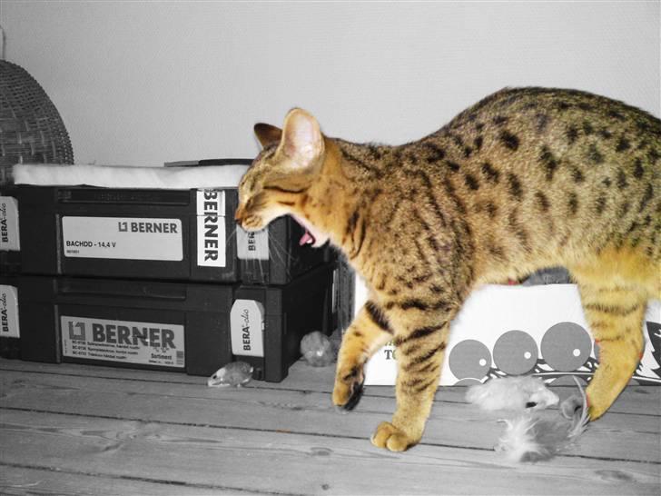 Bengal Blanding Miss MacyTILSALG billede 17