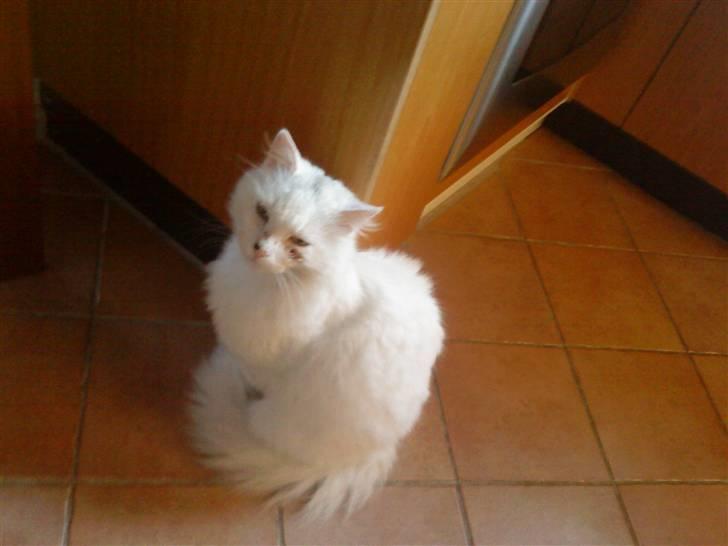 Huskat nala billede 4