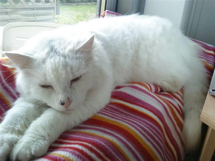 Huskat nala billede 5
