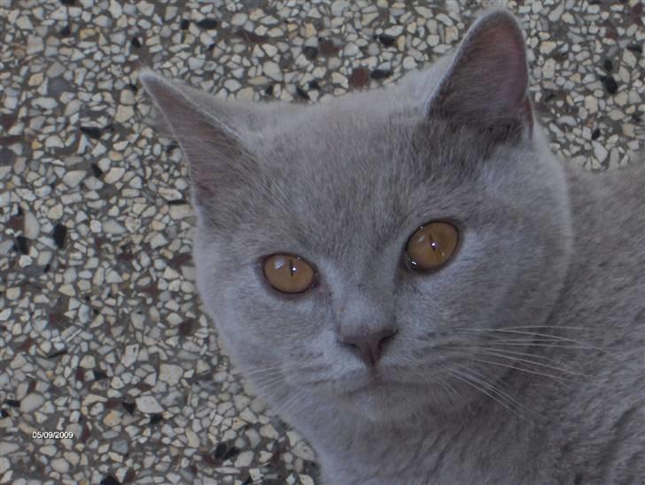 British Shorthair DK Romose Obelix billede 8