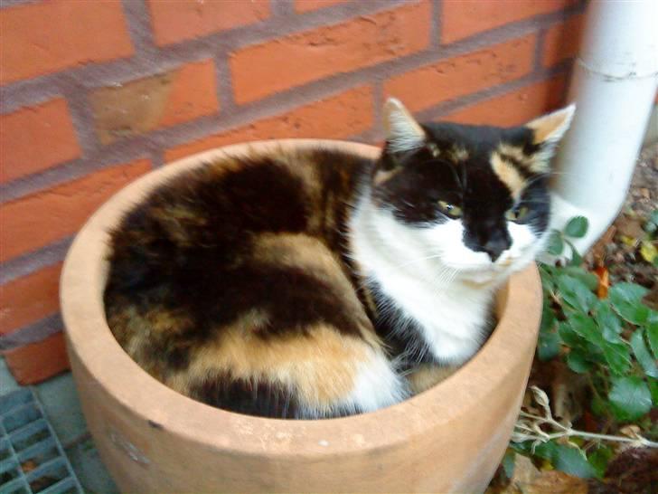 Huskat Missemor. VÆK! :( billede 2