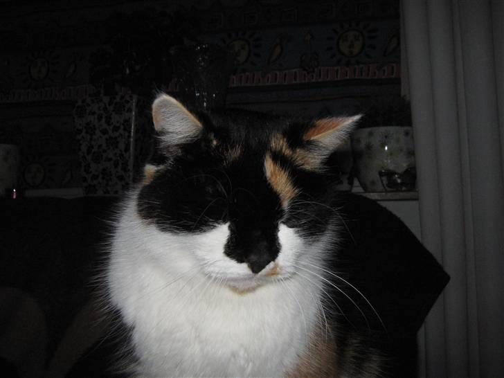 Huskat Missemor. VÆK! :( - ** NYT ** billede 3