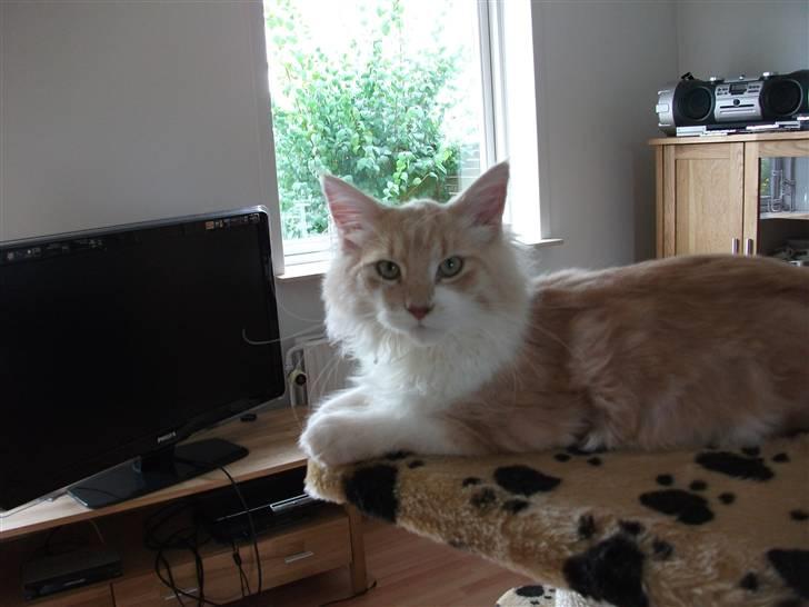 Maine Coon Oliver billede 6