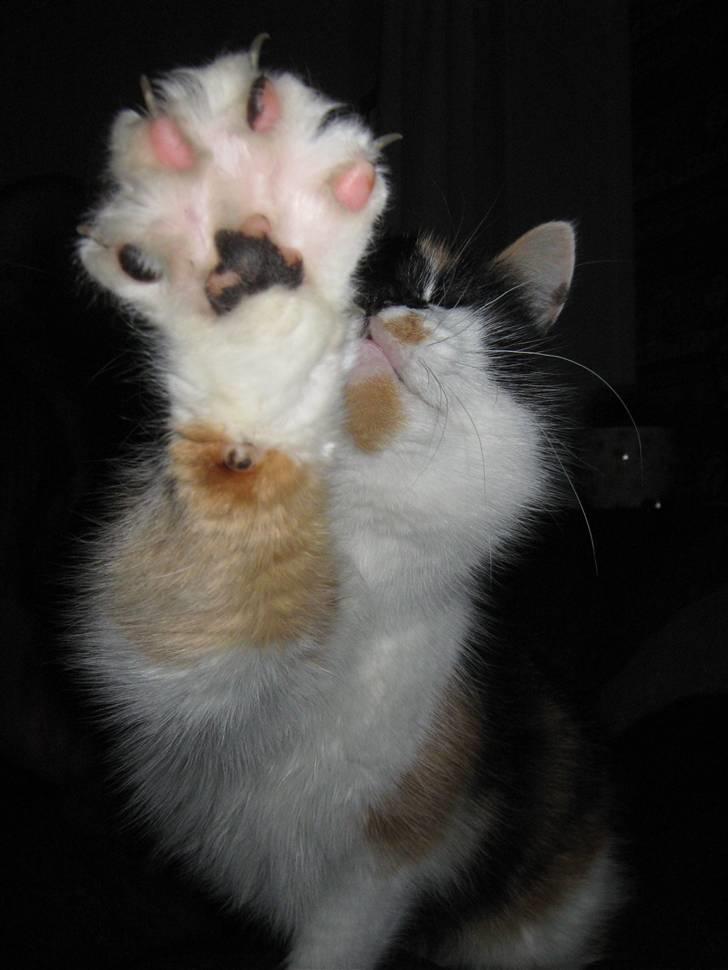 Huskat Missemor. VÆK! :( - ** NYT ** billede 4