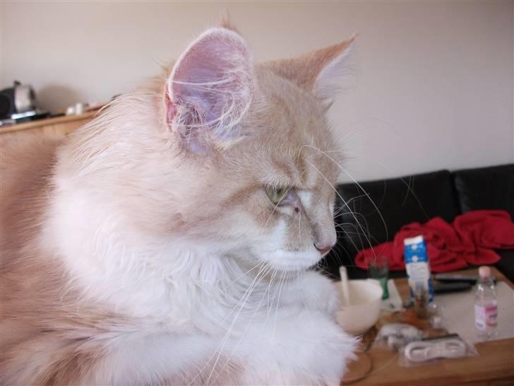 Maine Coon Oliver billede 7