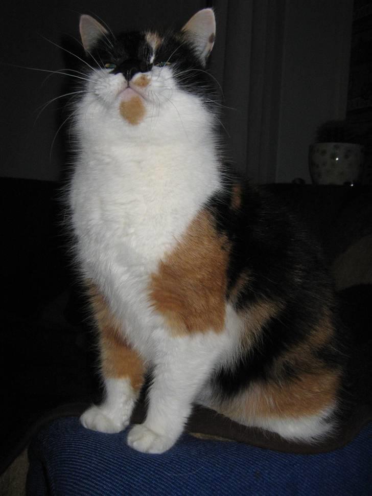 Huskat Missemor. VÆK! :( - ** NYT ** billede 5