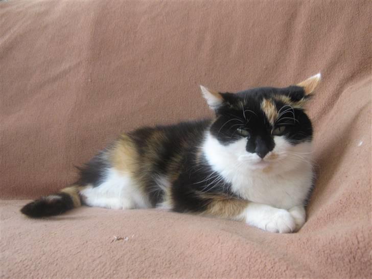 Huskat Missemor. VÆK! :( - ** NYT ** billede 6