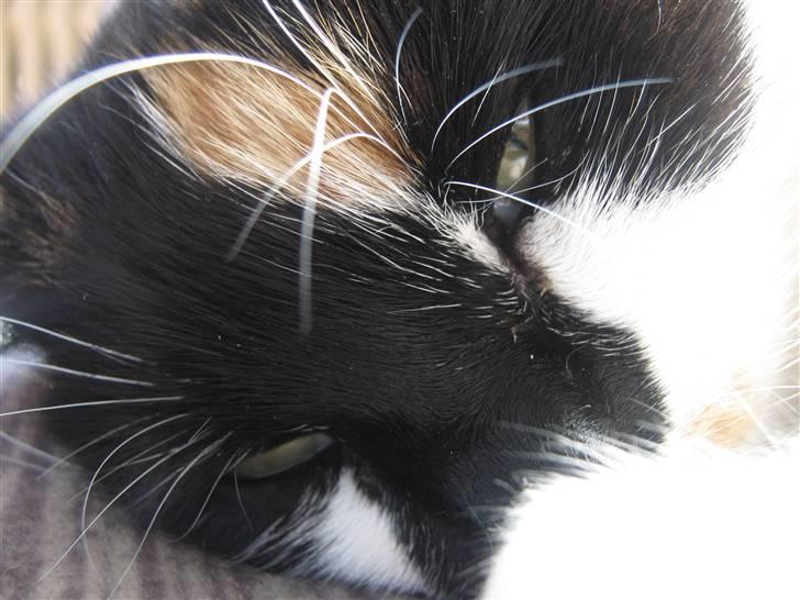 Huskat Missemor. VÆK! :( - ** NYT ** billede 7