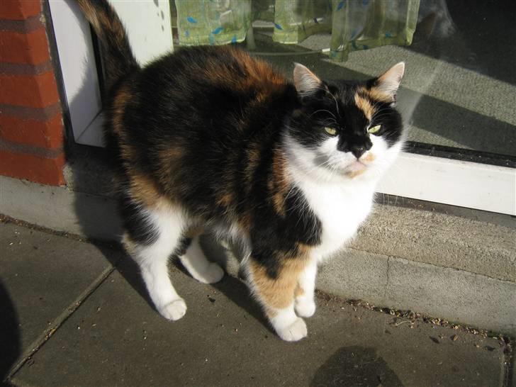 Huskat Missemor. VÆK! :( - ** NYT ** billede 8