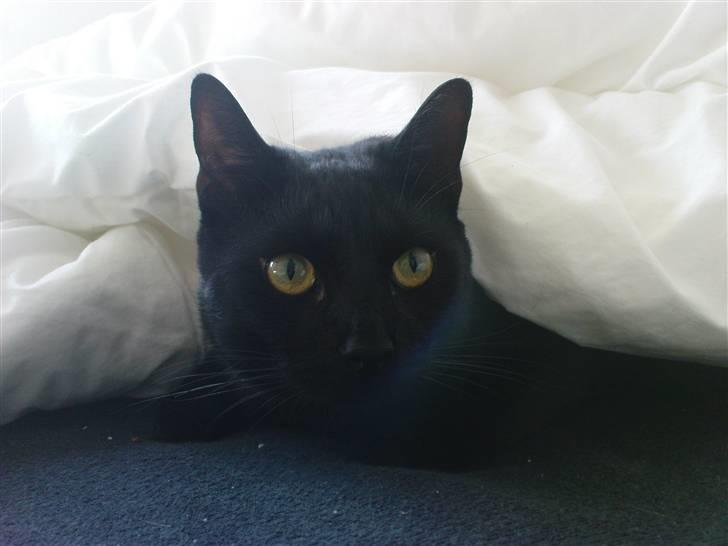 Huskat Panthera Onca Longtail billede 14