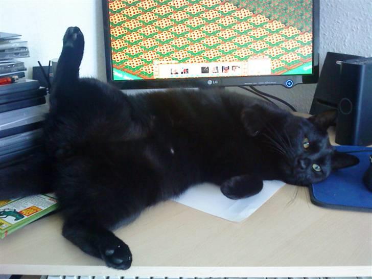 Huskat Panthera Onca Longtail billede 15