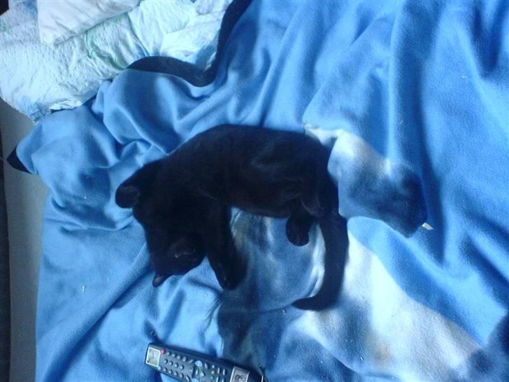 Huskat Panthera Onca Longtail billede 16