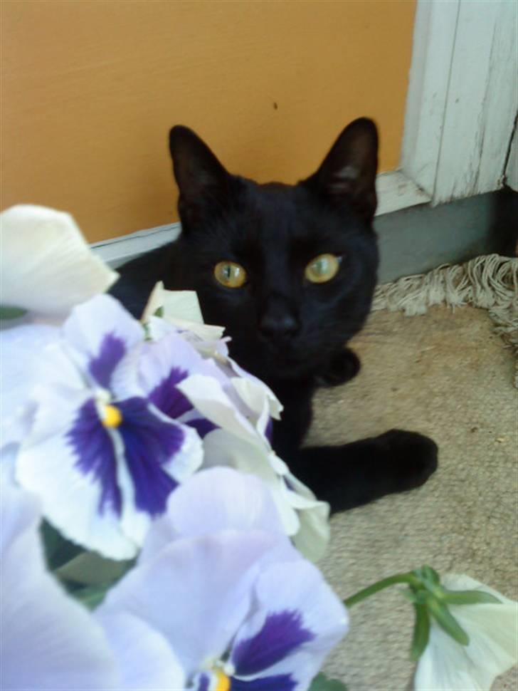 Huskat Panthera Onca Longtail billede 17