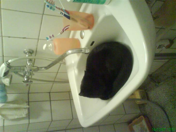 Huskat Panthera Onca Longtail billede 18