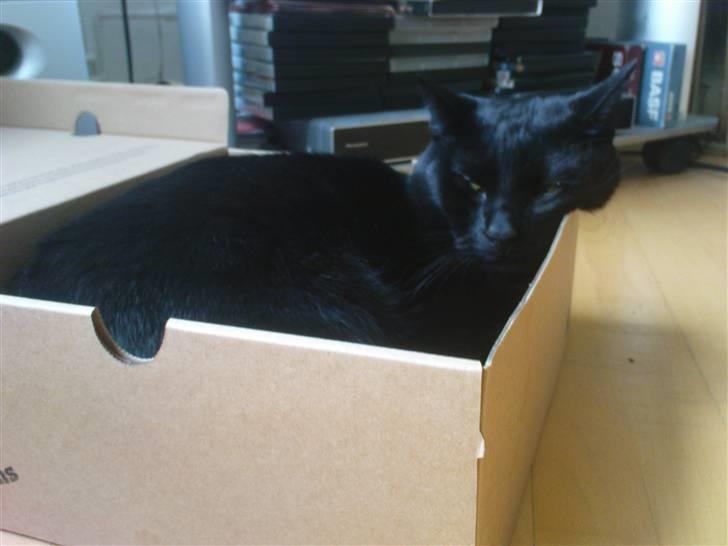 Huskat Panthera Onca Longtail billede 19