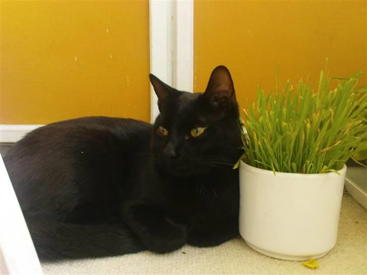 Huskat Panthera Onca Longtail billede 20