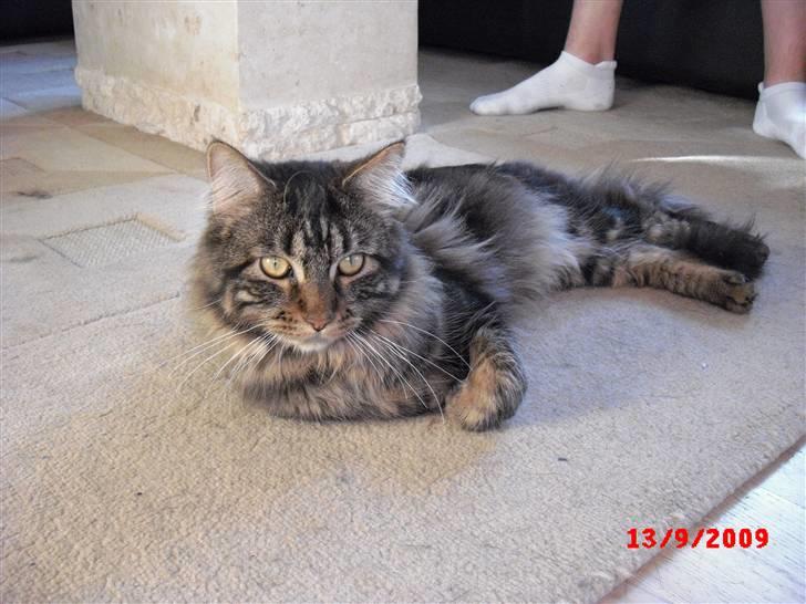 Maine Coon *SOLGT* Baily   25.10. billede 18