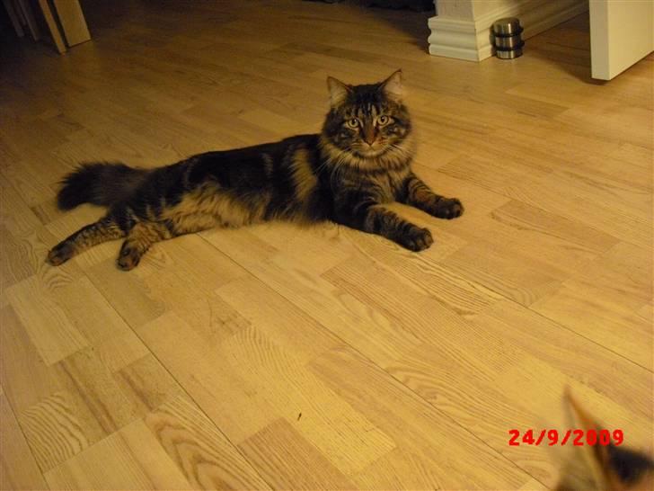 Maine Coon *SOLGT* Baily   25.10. billede 19