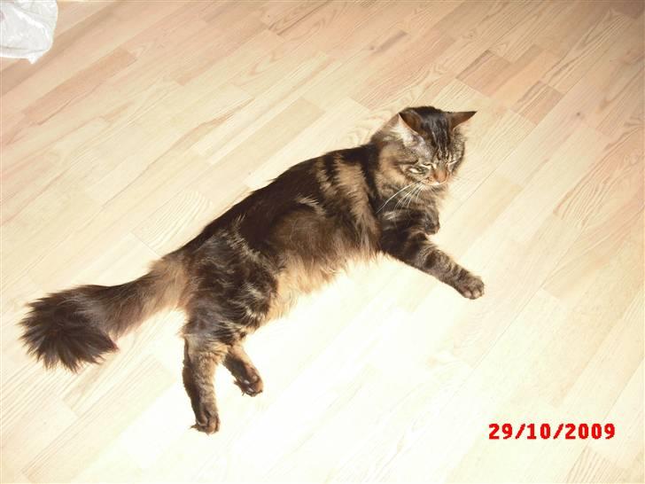 Maine Coon *SOLGT* Baily   25.10. billede 20