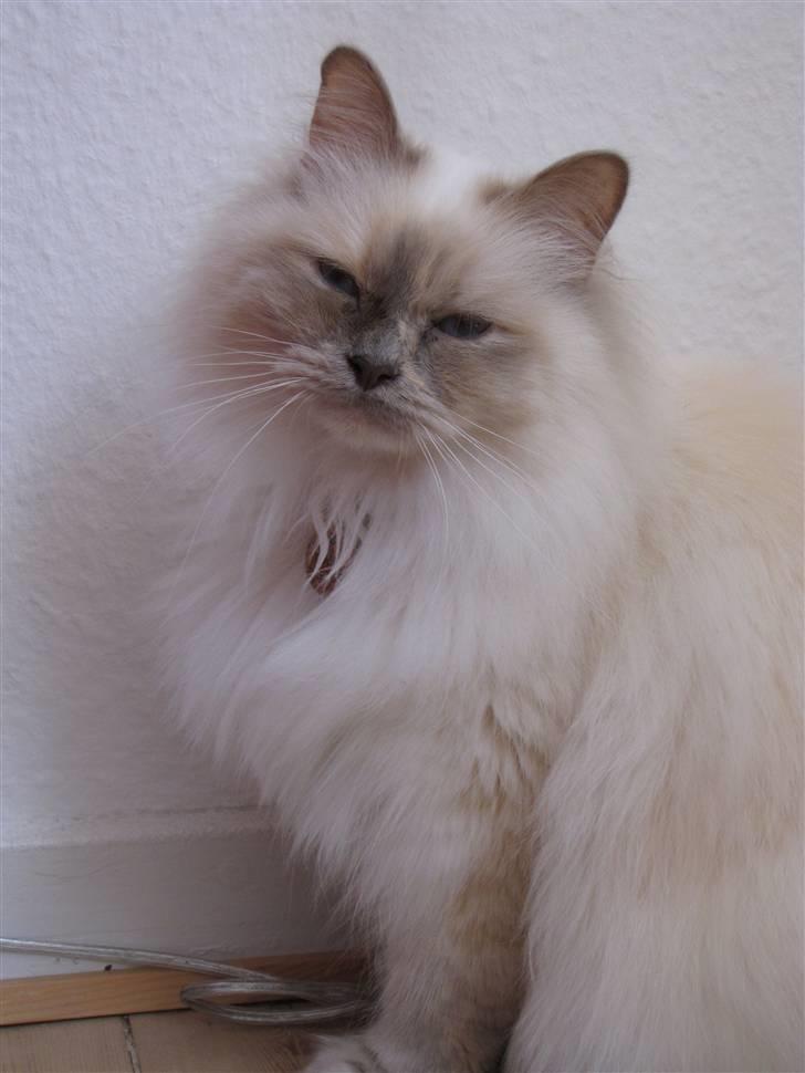 Hellig Birma Tozca billede 3
