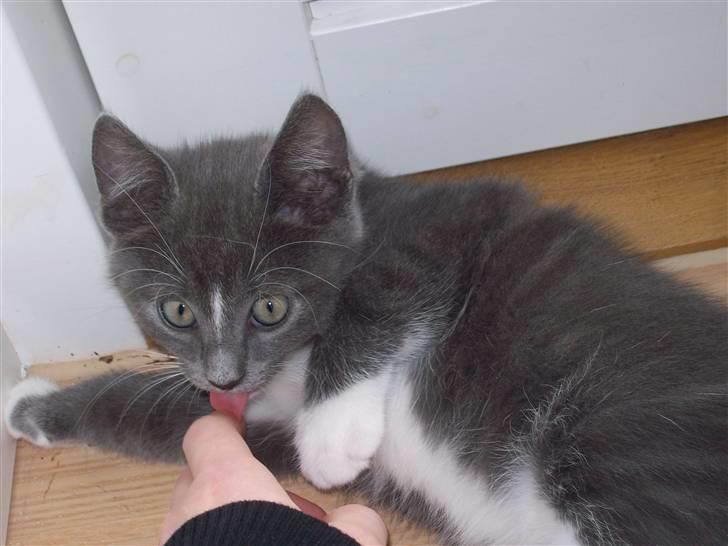 Huskat Jesse <3' billede 7