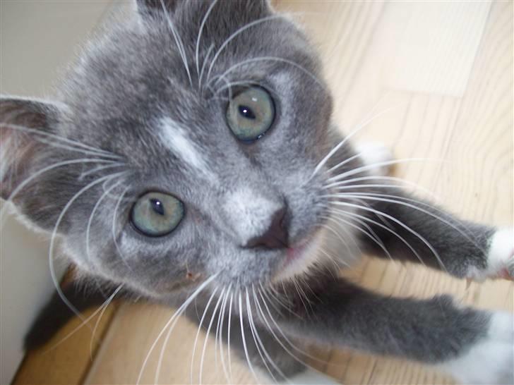 Huskat Jesse <3' billede 8