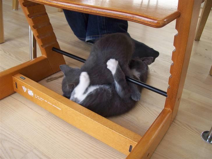 Huskat Jesse <3' billede 9