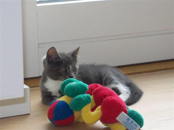 Huskat Jesse <3' billede 10