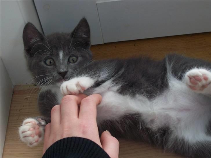 Huskat Jesse <3' billede 11