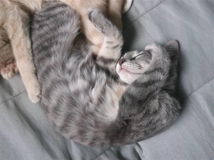 Blanding af racer Missi  billede 5