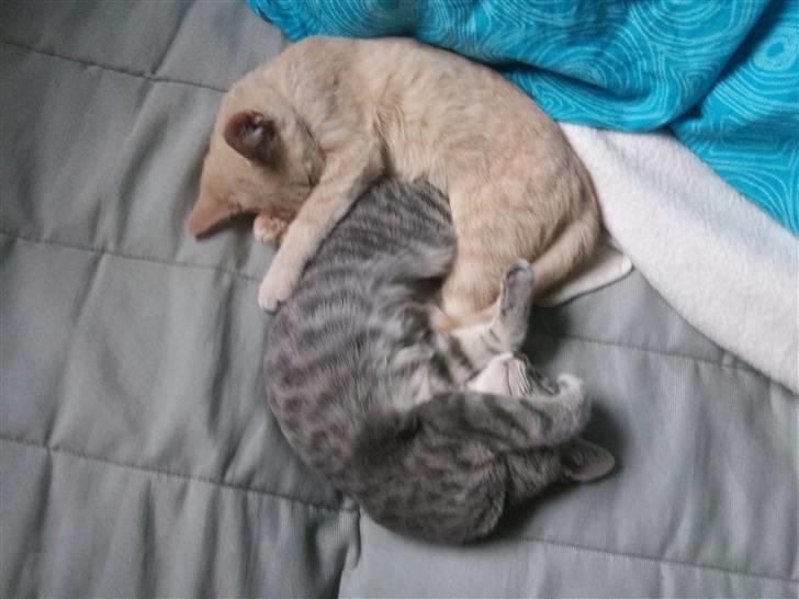 Blanding af racer Missi  billede 6