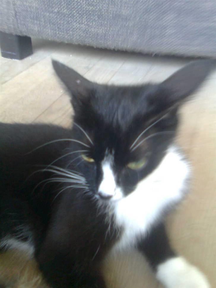 Huskat alma billede 2