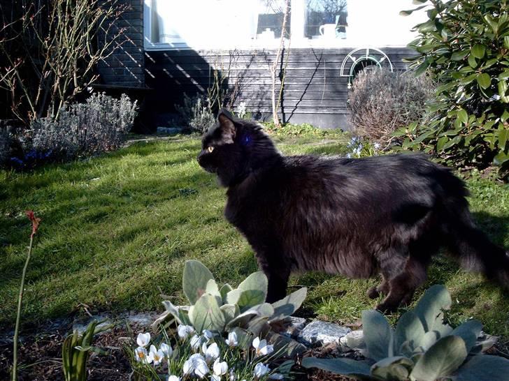 Blanding af racer Philou - Den smukkeste lille mand! Inderligt savnet!  billede 1