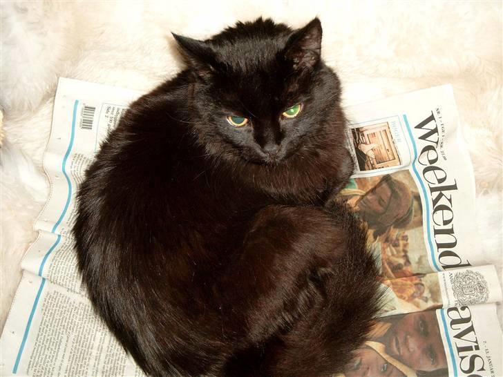 Blanding af racer Philou - Klog var han også!  billede 2