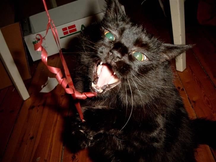 Blanding af racer Philou - Legesyg som ingen anden..... billede 3