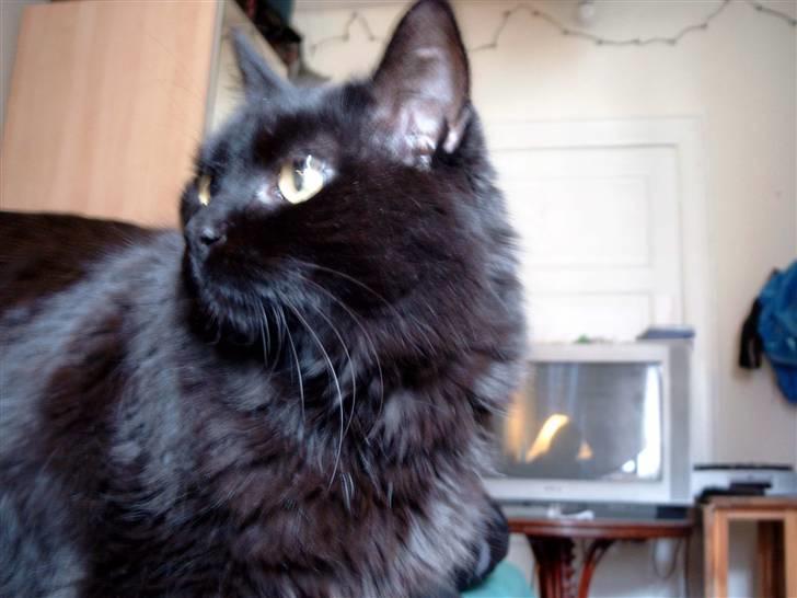 Blanding af racer Philou - Hmmmmmm. billede 4