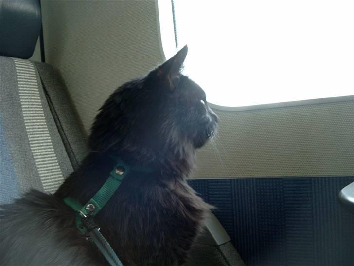 Blanding af racer Philou - Kunne have ham med OVER ALT!  billede 5